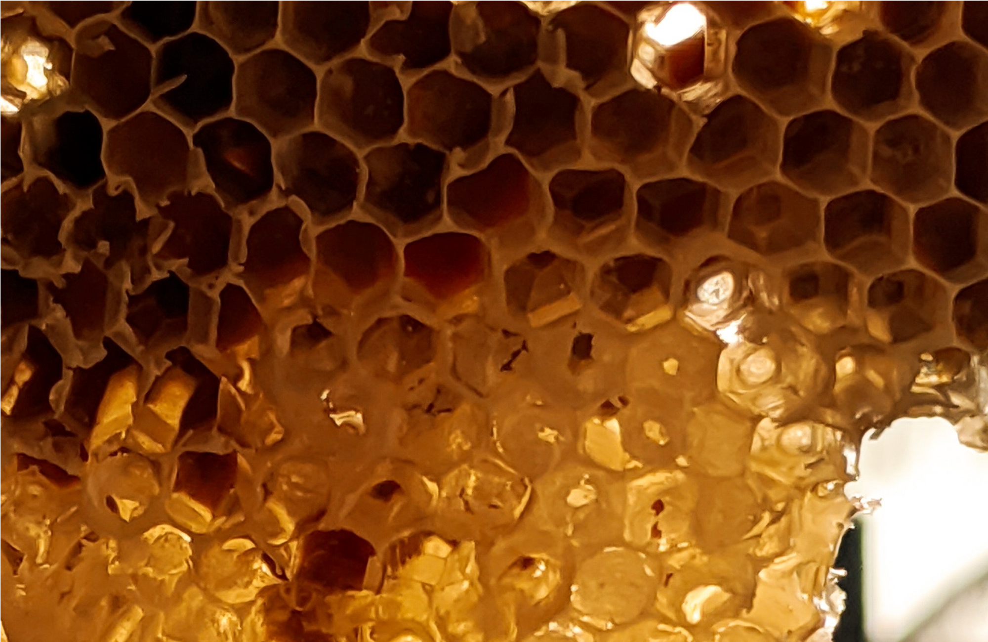 beeswax