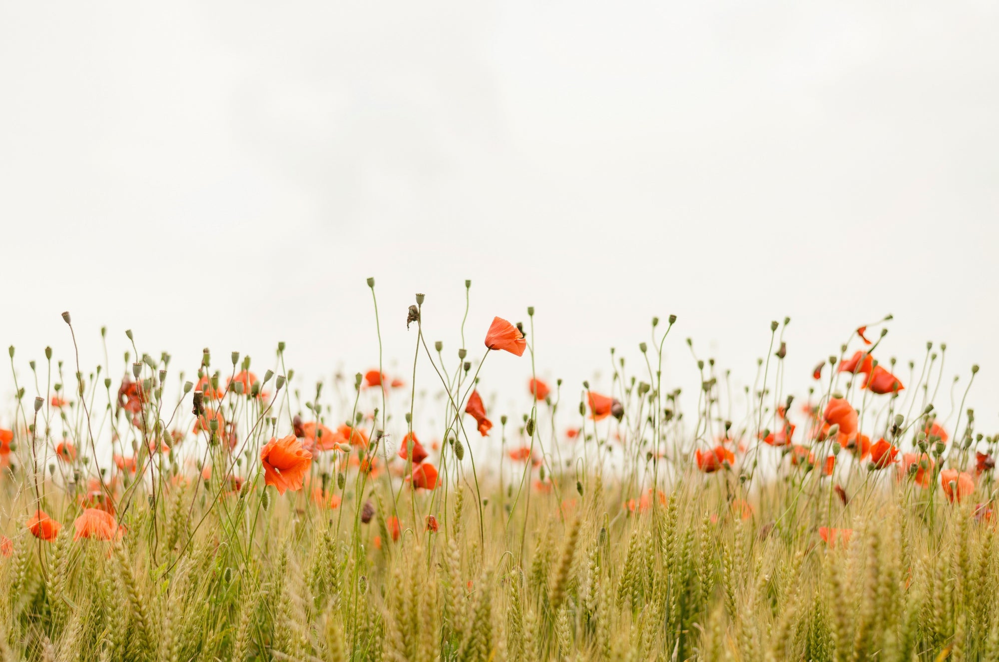Why Steroid-Free Eczema Relief Matters — And What to Use Instead